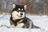 ALASKAN MALAMUTE 320